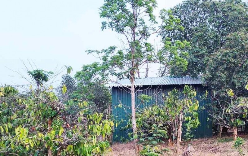 ĐẤT NÔNG NGHIỆP 1.7 HA, EA KAO - BUÔN MA THUỘT  - GIÁ HẤP DẪN 450 TRIỆU/SÀO