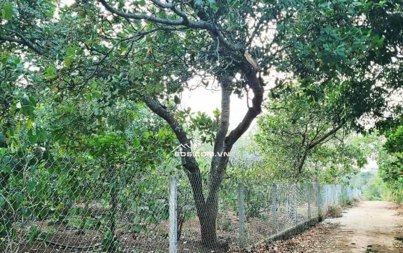 ĐẤT NÔNG NGHIỆP 1.7 HA, EA KAO - BUÔN MA THUỘT  - GIÁ HẤP DẪN 450 TRIỆU/SÀO