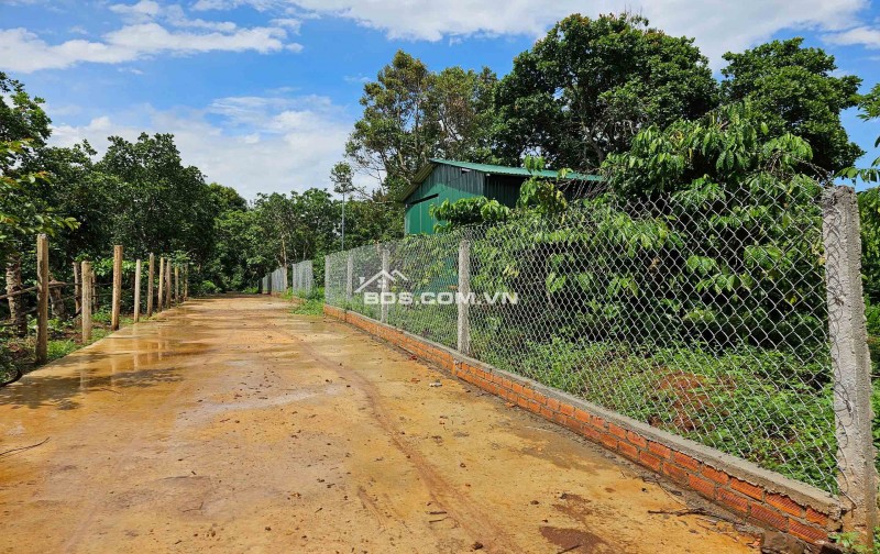 ĐẤT NÔNG NGHIỆP 1.7 HA, EA KAO - BUÔN MA THUỘT  - GIÁ HẤP DẪN 450 TRIỆU/SÀO