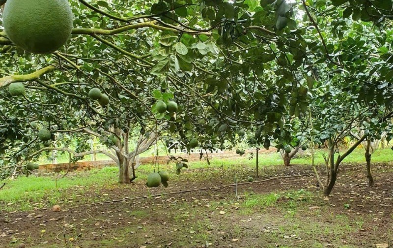 SỞ HỮU NGAY ĐẤT VƯỜN 4435m² TẠI ĐỒNG NAI CHỈ VỚI 4,4 TỶ ĐỒNG