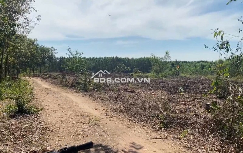 Chính Chủ Bán 16ha Đất 4 Mặt Tiền Tại Xã Tân Phúc, Huyện Hàm Tân, Bình Thuận. Giá Chỉ 230k/m2