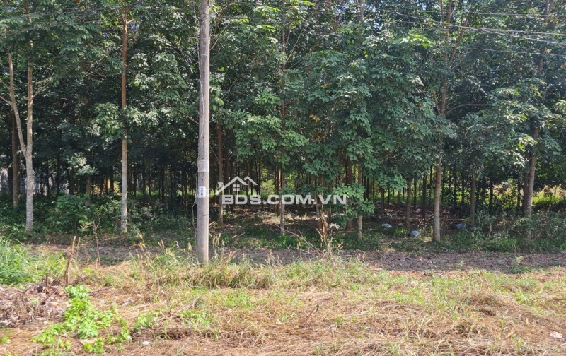 Cần sang gấp lô đất tại mặt tiền đường Phạm Thị Quới, Phú Mỹ Hưng ( nay là An Nhơn Tây), Củ Chi, TP. Hồ Chí Minh