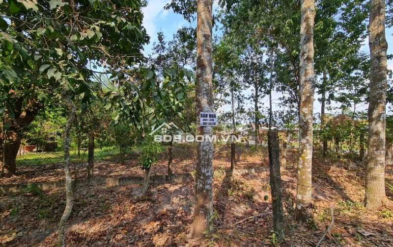 Cần sang gấp lô đất tại mặt tiền đường Phạm Thị Quới, Phú Mỹ Hưng ( nay là An Nhơn Tây), Củ Chi, TP. Hồ Chí Minh